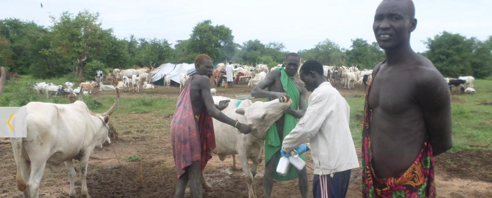 Animal health workers vaccinate cattle